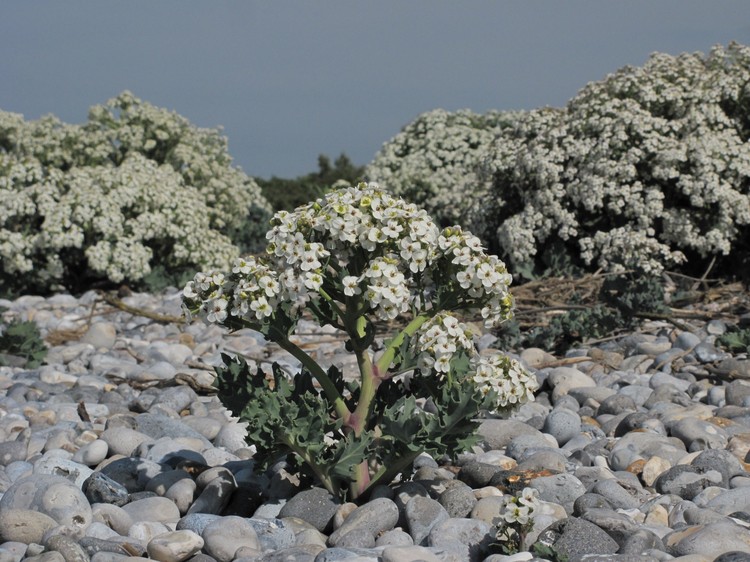 Crambe maritima